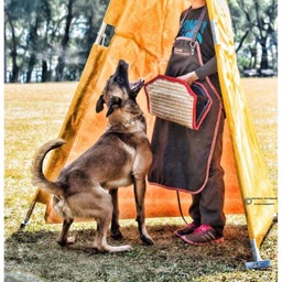 Malinois of UPDTS-Taiwan