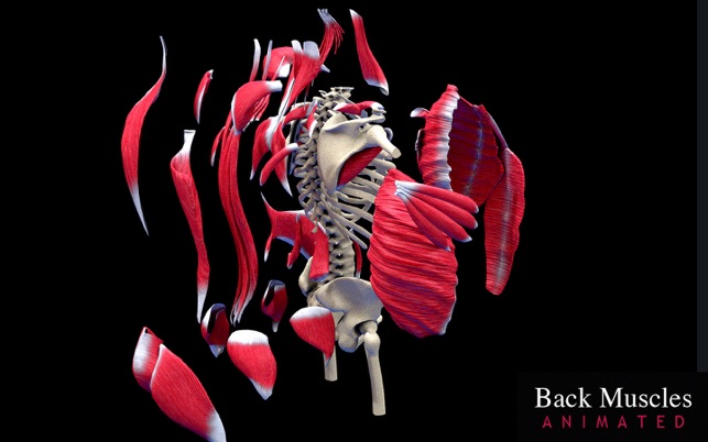 Back Muscles Animated(圖5)-速報App