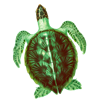 SeaTurtle - Coding for Kids computer coding for kids 