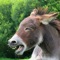You'll be amazed at the funny sounds made by real donkeys