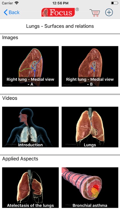 LUNGS - Digital Anatomy