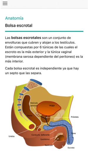 Ecografía Escrotal(圖2)-速報App