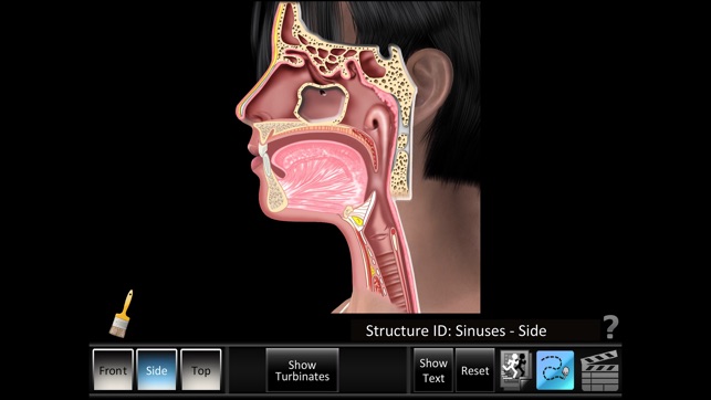 Sinus ID(圖2)-速報App