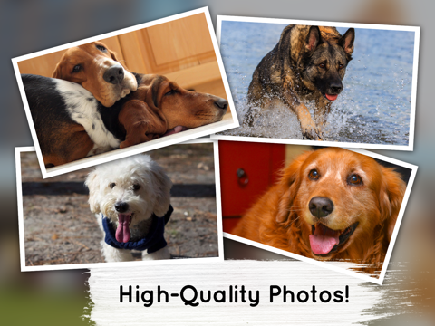 Venn Dogs: Overlapping Jigsaw Puzzles Games Venn Dogs