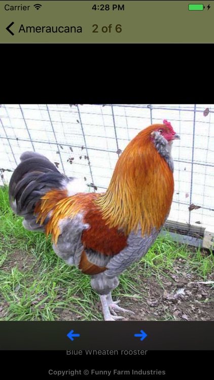 Pickin' Chicken® screenshot-4