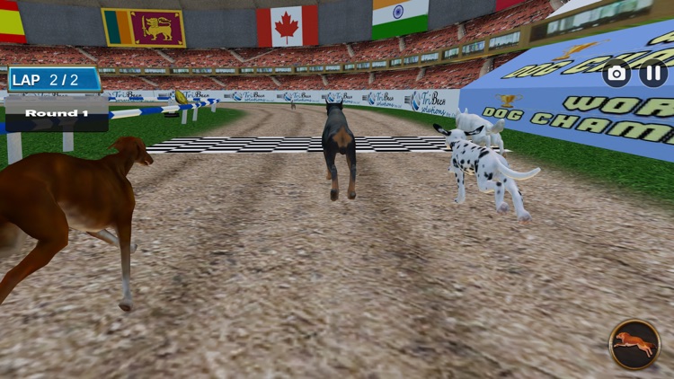 Dog Racing Tournament 2018 screenshot-4