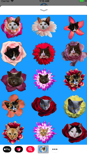 Kitty Bouquet(圖4)-速報App