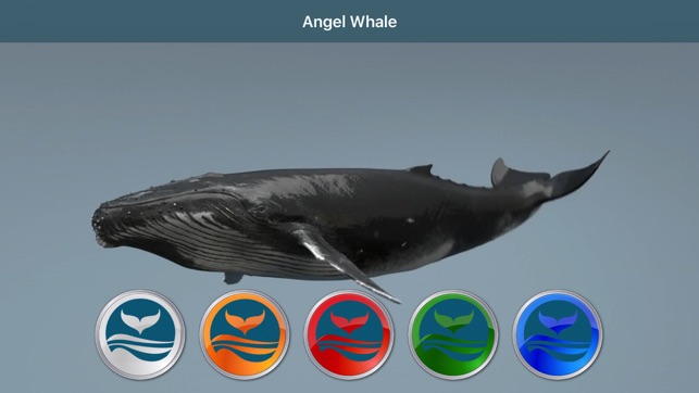 Angel Whale(圖5)-速報App