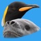A guide to the birds, seals, dolphins and whales likely to be encountered on a voyage to the Antarctic Peninsula, The Falkland Islands and South Georgia