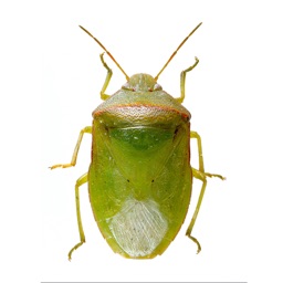 SE Agricultural Stink Bug ID