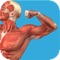 Students, LEARN the most visually fun way with our exclusive and insightful muscle and bone anatomy