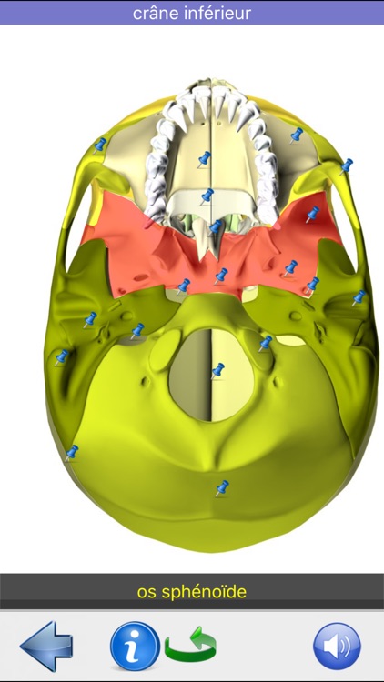 Anatomie Visuel screenshot-6