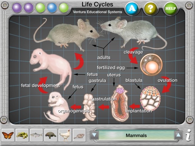 Interactive Life Cycles(圖5)-速報App