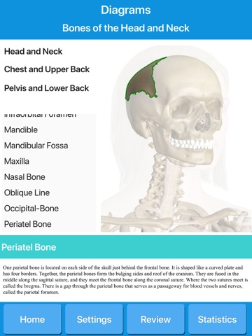 Skeletal System Anatomy screenshot 3
