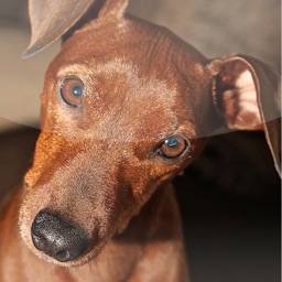 Zwergpinscher