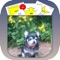 Pocket Rally Dog Obedience for the iPhone has been completely rewritten with the new March, 2017 AKC classes, signs, and descriptions