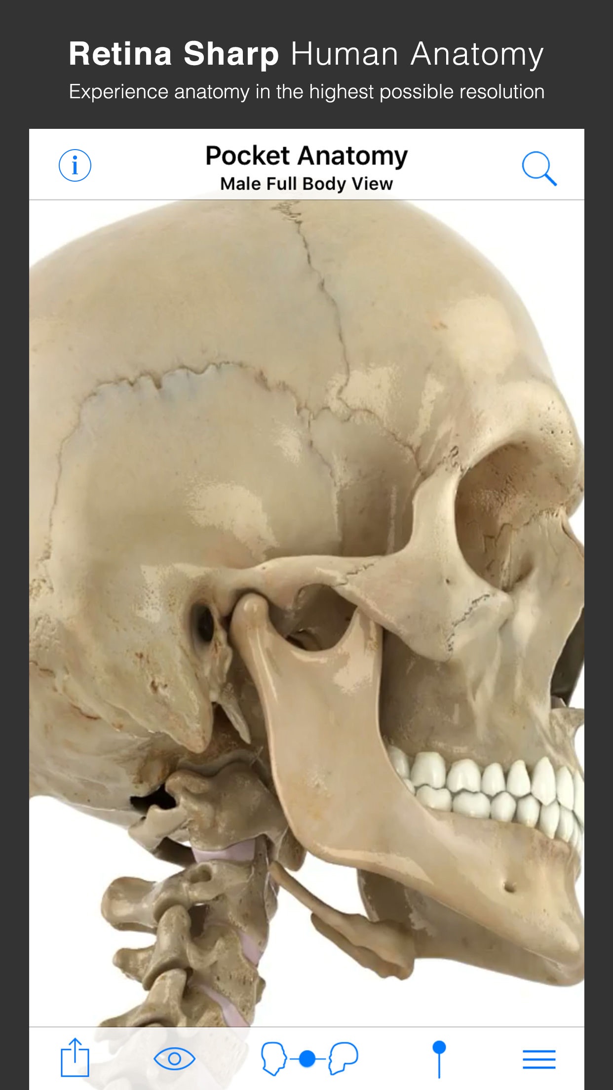 Screenshot do app Pocket Anatomy (2018)