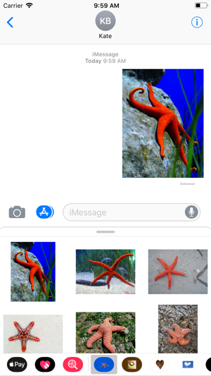 Starfish Sticker Pack(圖3)-速報App