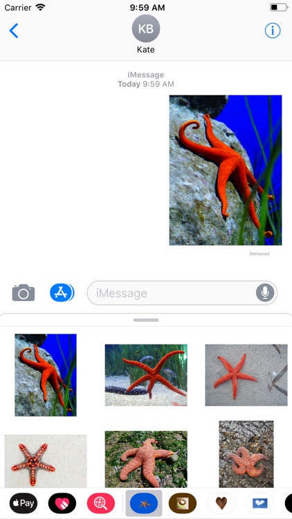 Starfish Sticker Pack