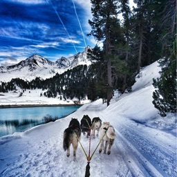 Husky-Power-Tirol