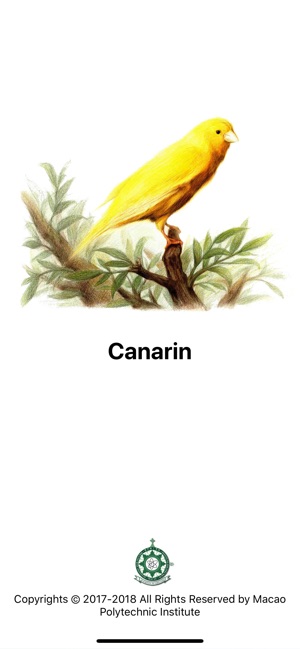 Canarin