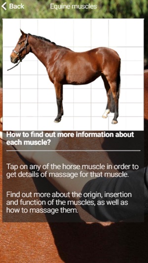 Equestricare Horse Massage(圖3)-速報App