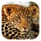 Discover and explore all 529 southern African mammal species with this comprehensive app by experts Chris and Mathilde Stuart