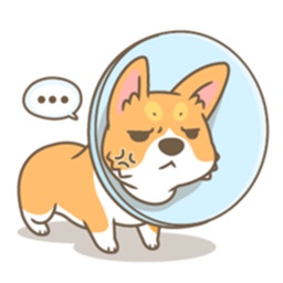 A Cute Corgi Dog Stickers