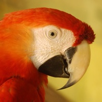 Birds Quiz - Birding Trivia