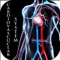 The Skeletal System HD is a human skeletal structure learning and teaching app that allows users to explore the human skeletal visually and interactively