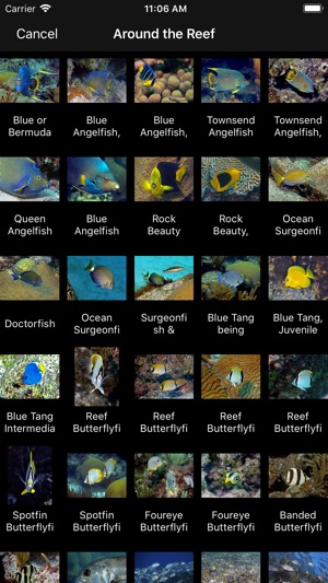 Bermuda Reef Life HD(圖3)-速報App