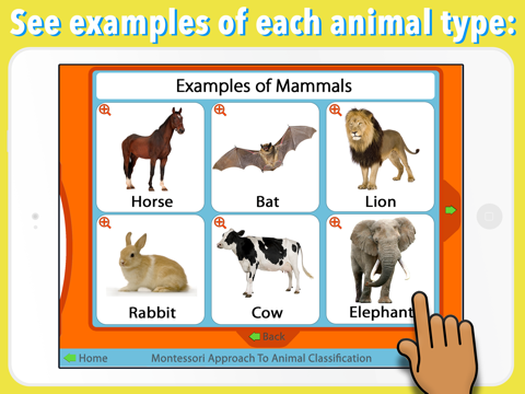 Animal Kingdom (Vertebrates) - náhled
