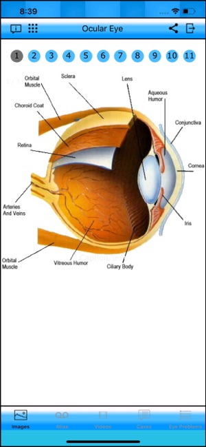 Ocular Eye