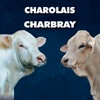 Exposiciones Charolais