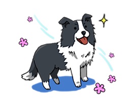 Cute Border Collie Dog Sticker