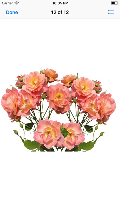 Roses Stickers screenshot-9