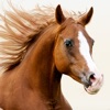 Horses Jigsaw Puzzles for Kids