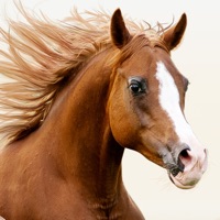 Horses Jigsaw Puzzles for Kids pour PC
