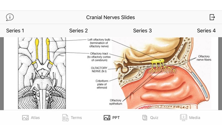 Cranial Nerves Plus screenshot-8