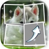 Puppies Picture Characters Quiz Games Pro