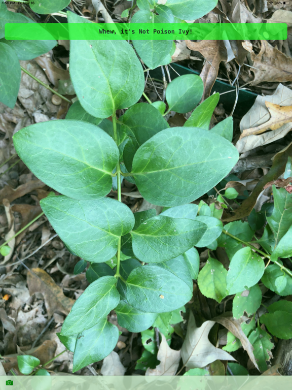 Screenshot #6 pour Itchy Plant