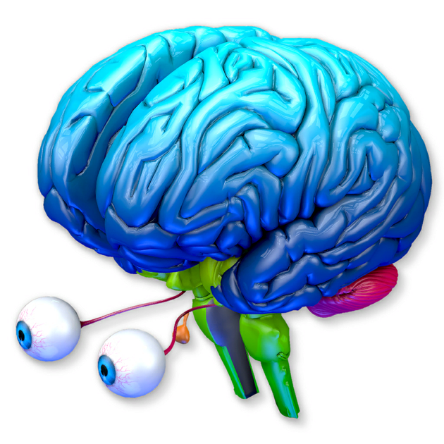 Приложение brain. Brain os. Установки мозга. PNG IOS Brain.
