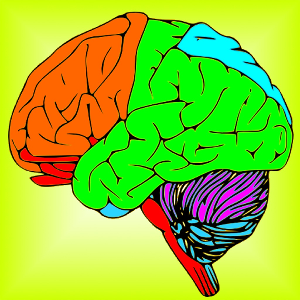 brain & nerves: the human nervous system anatomy