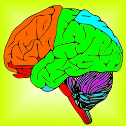 Brain & Nerves: The Human Nervous System Anatomy