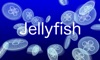 Jellyfish AR/VR