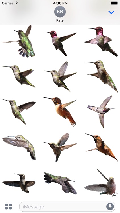 Hummingbirds - Medium (Retina) screenshot-3