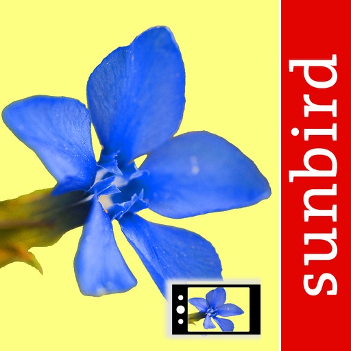 Alpenblumen Id Automatik Blumen, Kräuter bestimmen