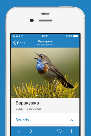 iKnow Birds 2 PRO - Europe screenshot 3