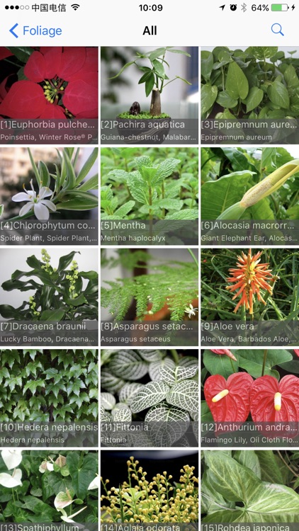 Foliage Plants