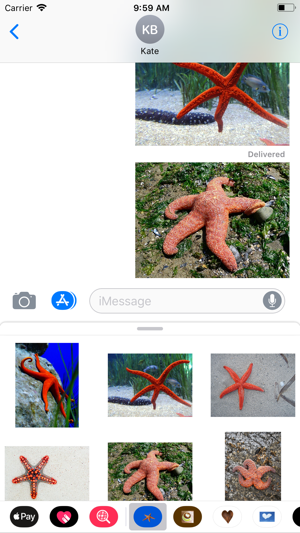 Starfish Sticker Pack(圖5)-速報App